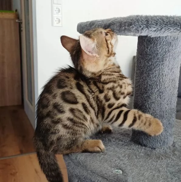 Cuccioli Gatto Bengala disponibili | Foto 2