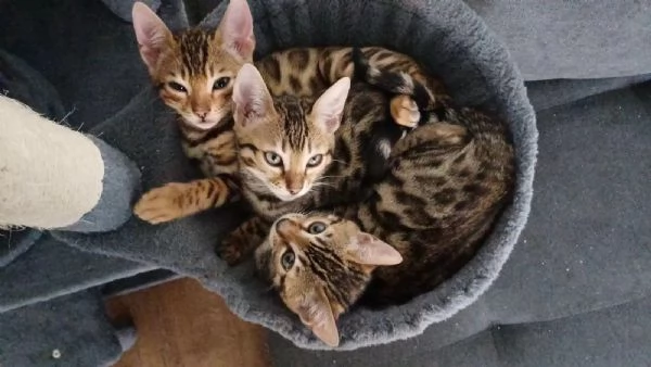 Cuccioli Gatto Bengala disponibili
