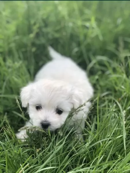 Cuccioli di maltese pronti per ladozione
