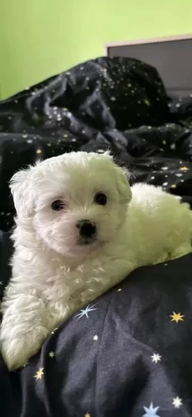 Cuccioli di maltese pronti per ladozione | Foto 1