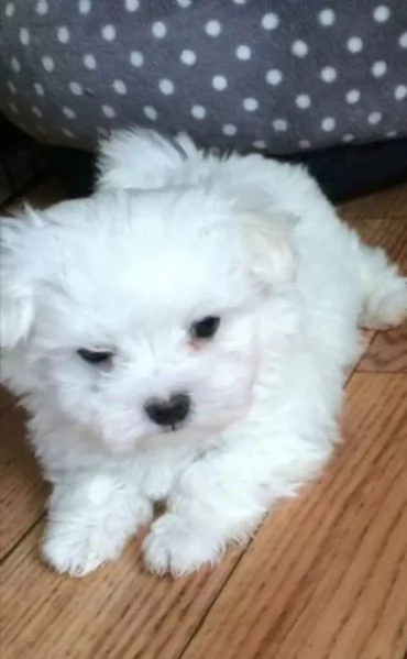 Cuccioli di maltese pronti per ladozione | Foto 0