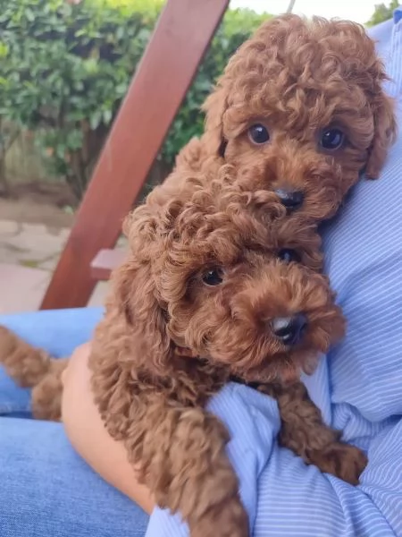 Adorabili cuccioli di barboncino toybarboncino toy