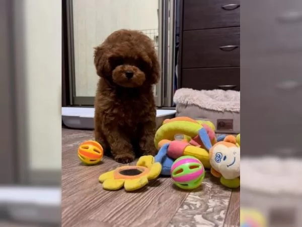 Adorabili cuccioli di barboncino toybarboncino toy | Foto 3