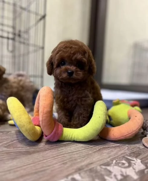 Adorabili cuccioli di barboncino toybarboncino toy | Foto 2