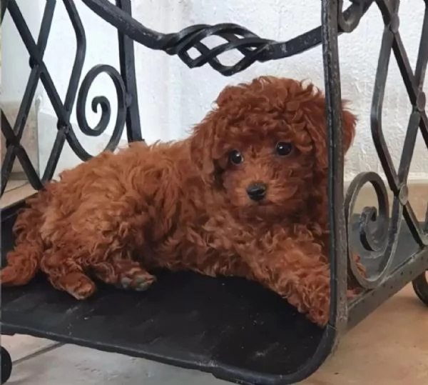 Adorabili cuccioli di barboncino toybarboncino toy | Foto 1