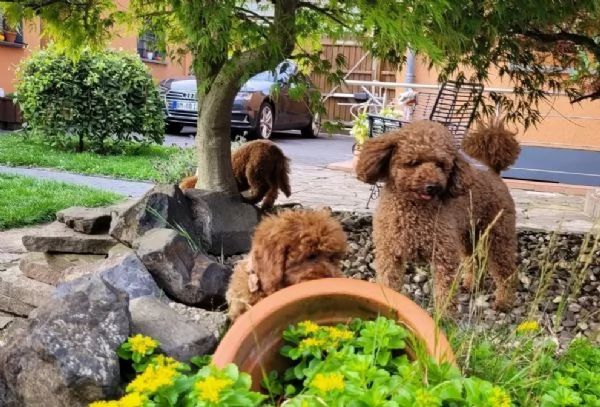 Adorabili cuccioli di barboncino toybarboncino toy | Foto 0