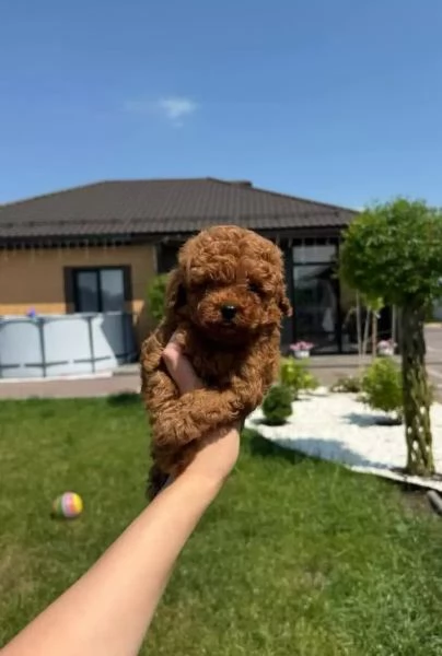 Piccoli Affascinanti Spezzacuori Barboncini Toy RossoMarrone | Foto 3
