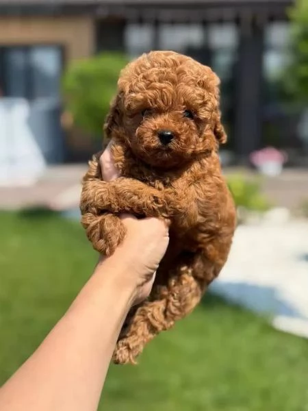 Piccoli Affascinanti Spezzacuori Barboncini Toy RossoMarrone | Foto 2