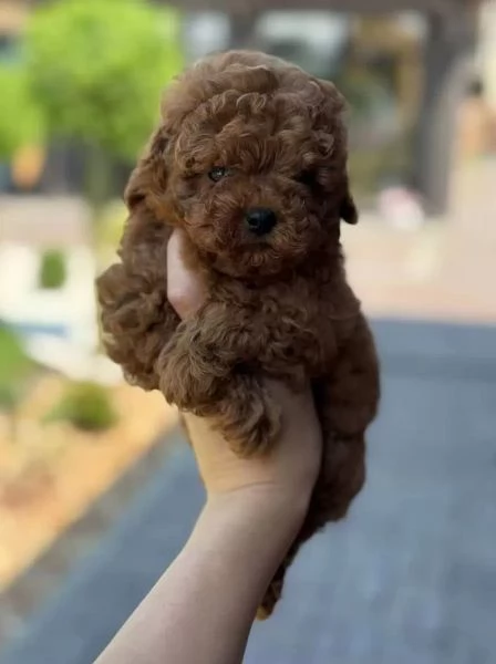 Piccoli Affascinanti Spezzacuori Barboncini Toy RossoMarrone | Foto 1
