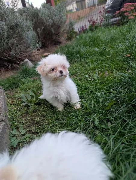 Cuccioli adorabili di ShihTzu in cerca di una casa amorevole | Foto 1