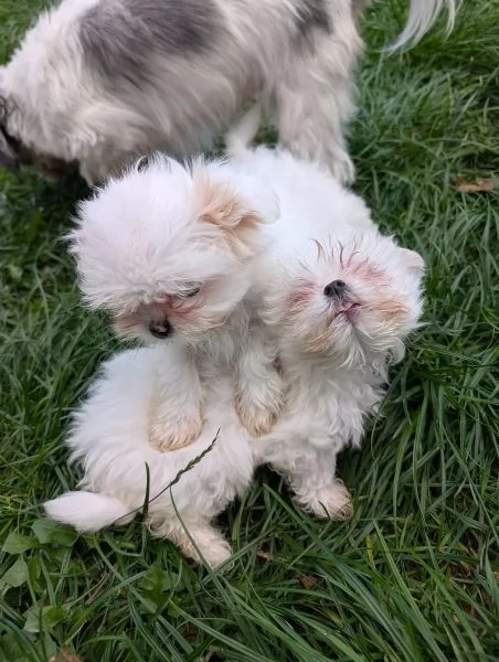 Cuccioli adorabili di ShihTzu in cerca di una casa amorevole | Foto 0