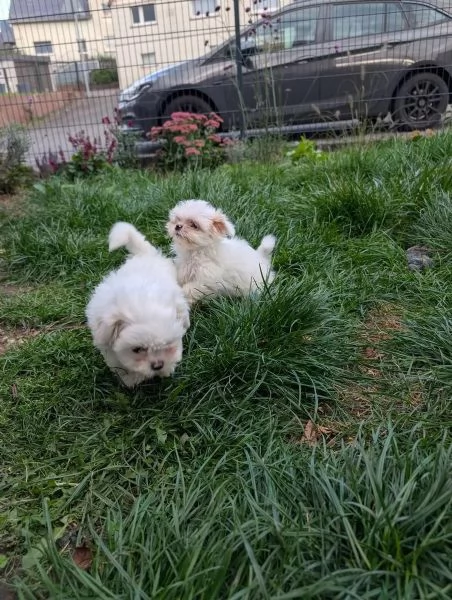 Cuccioli adorabili di ShihTzu in cerca di una casa amorevole