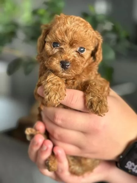 Cuccioli di Barboncino Toy piccoli tesori da amare | Foto 2