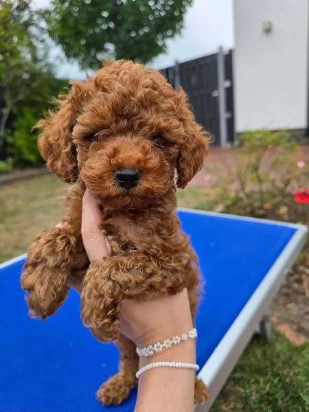 Cuccioli di Barboncino Toy piccoli tesori da amare | Foto 1