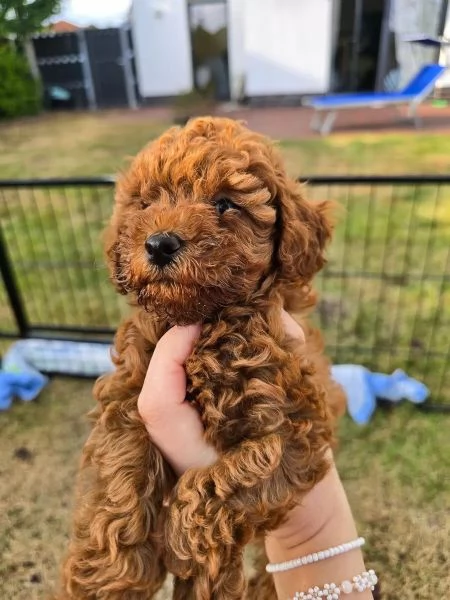 Cuccioli di Barboncino Toy piccoli tesori da amare | Foto 0