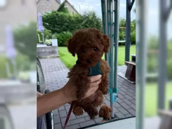 Cuccioli di Barboncino Toy piccoli tesori da amare