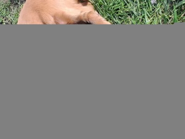 Stupendi cuccioli di cocker spaniel | Foto 2