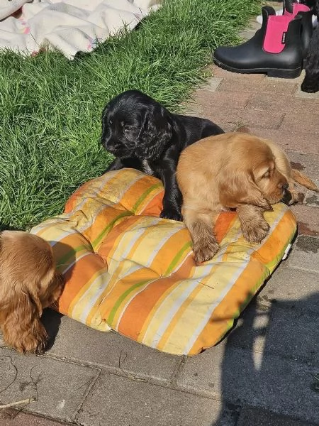 Stupendi cuccioli di cocker spaniel
