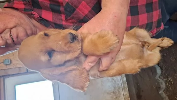 Stupendi cuccioli di cocker spaniel | Foto 0