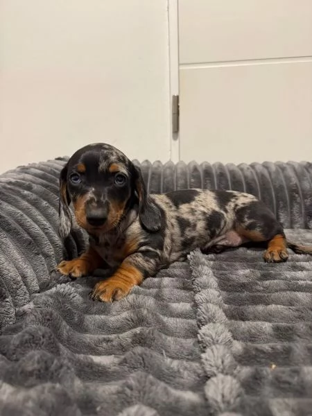 CUCCIOLI BASSOTTO NANO PELO CORTO NERO FOCATO E FULVO | Foto 3