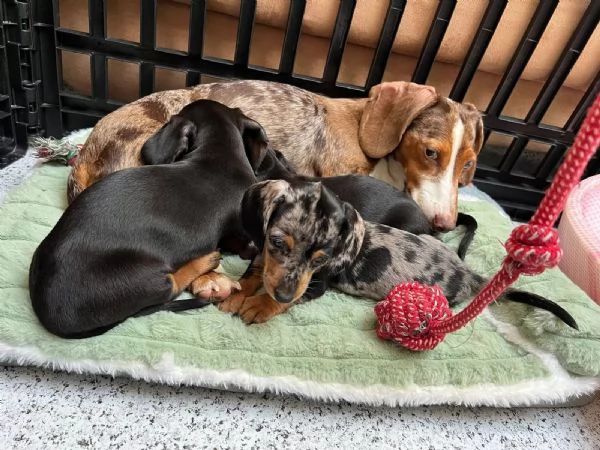 CUCCIOLI BASSOTTO NANO PELO CORTO NERO FOCATO E FULVO