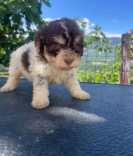 Lagotto Romagnolo cuccioli maschio e femmina | Foto 1