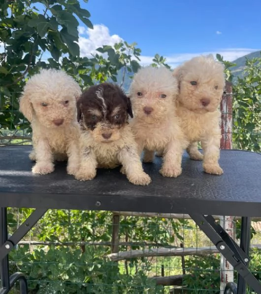 Lagotto Romagnolo cuccioli maschio e femmina | Foto 0