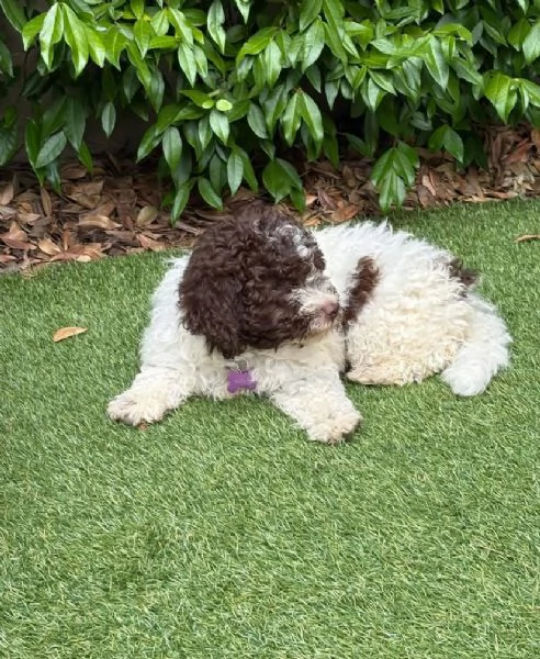 Lagotto Romagnolo cuccioli maschio e femmina