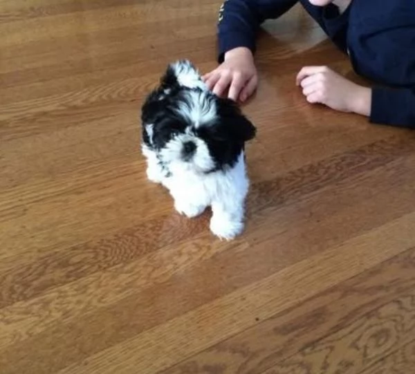  ShihTzu Mini Toy cuccioli maschio e femmina