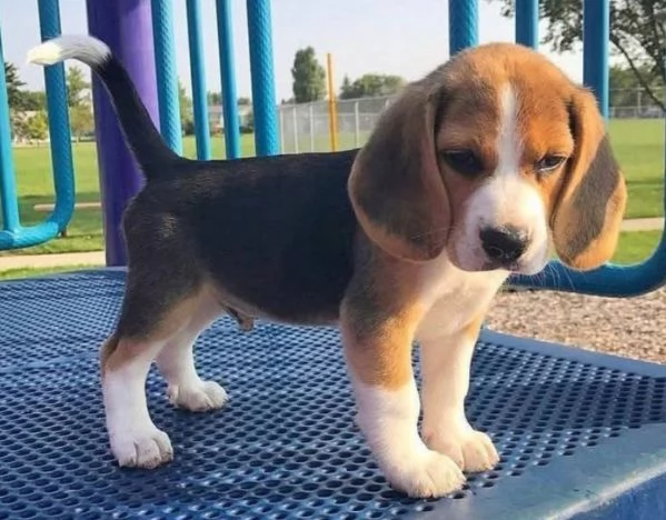 Beagle cuccioli maschio e femmina