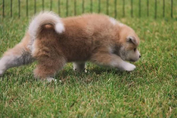 Akita Inu  cuccioli maschio e femmina | Foto 0