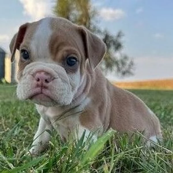Bulldog Inglese cuccioli maschio e femmina | Foto 0