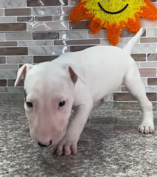 Bull Terrier cuccioli maschio e femmina | Foto 0