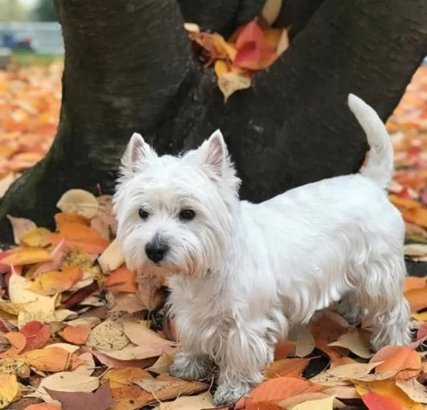 West Highland White Terrier cuccioli maschio e femmina
