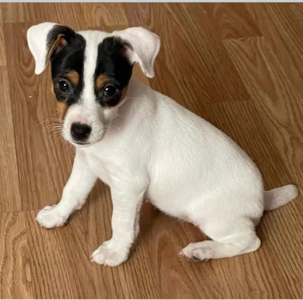 Jack Russell cuccioli maschio e femmina | Foto 2