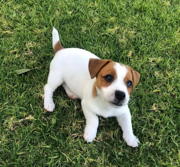 Jack Russell cuccioli maschio e femmina | Foto 0