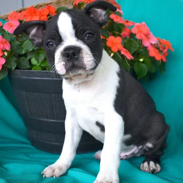 Boston terrier cuccioli maschio e femmina