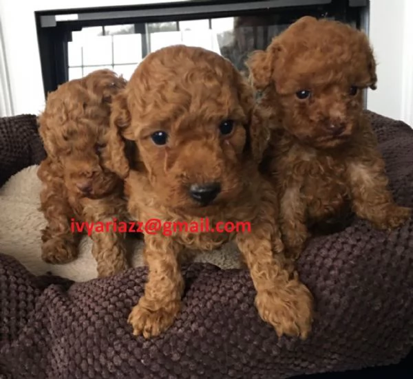Barboncini toy pedigree ENCI