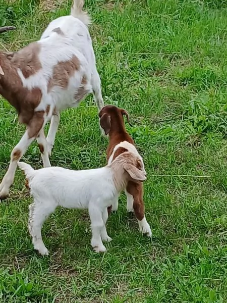 Capre madri con cuccioli disponibili | Foto 2