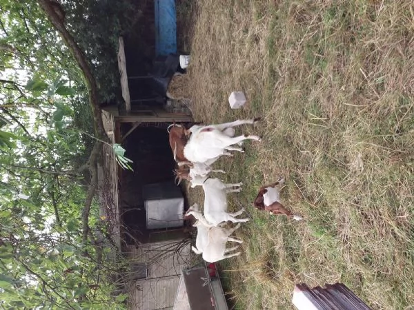 Capre madri con cuccioli disponibili | Foto 1