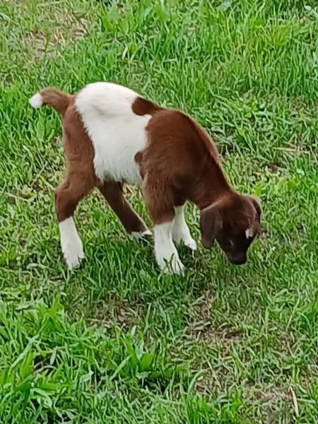 Capre madri con cuccioli disponibili | Foto 0