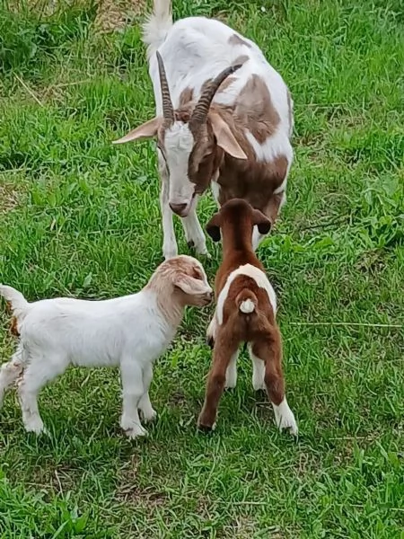 Capre madri con cuccioli disponibili