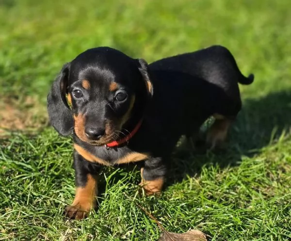 Cuccioli di Bassotto nano cercano una casa amorevole | Foto 2