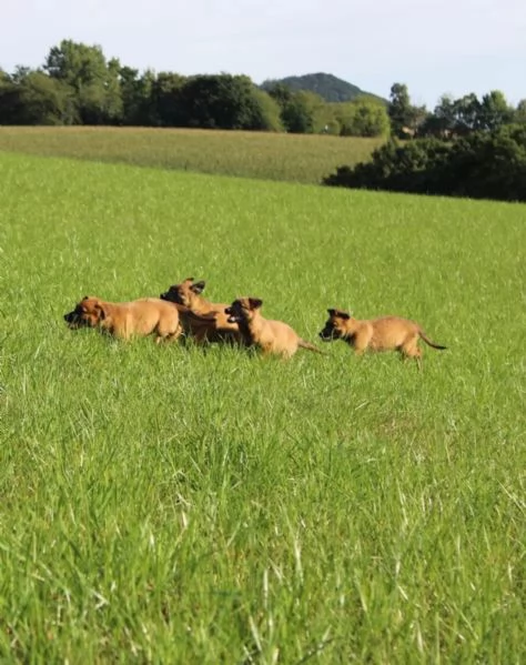 Cuccioli di pastore Malinois robusti e intelligenti disponibili | Foto 0