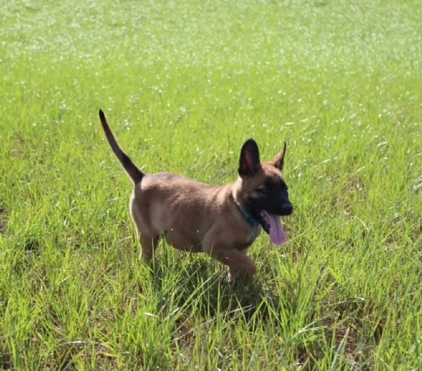 Cuccioli di pastore Malinois robusti e intelligenti disponibili