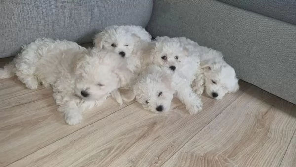 Cuccioli di Bichon Frise 2 maschi e una femmina | Foto 3
