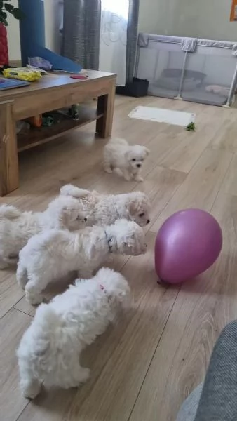 Cuccioli di Bichon Frise 2 maschi e una femmina | Foto 2
