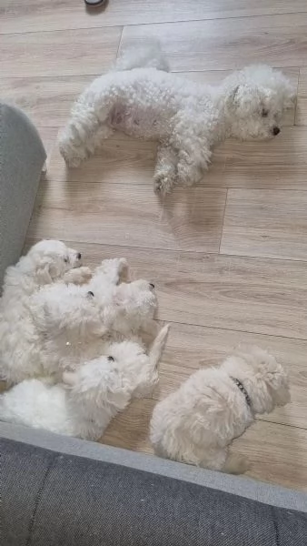Cuccioli di Bichon Frise 2 maschi e una femmina | Foto 1