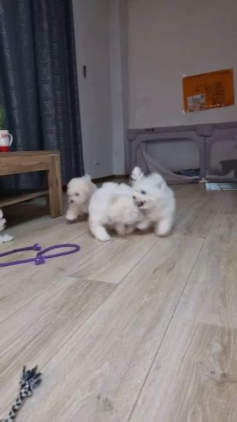 Cuccioli di Bichon Frise 2 maschi e una femmina | Foto 0