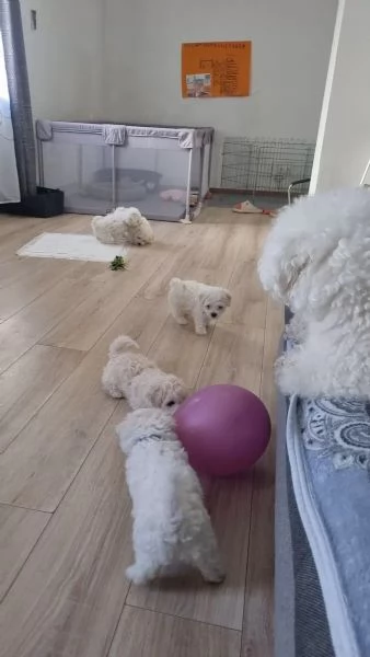 Cuccioli di Bichon Frise 2 maschi e una femmina
